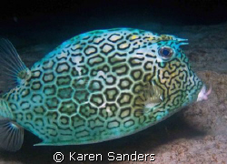 Cowfish on a night dive.  You can see the scratches on th... by Karen Sanders 